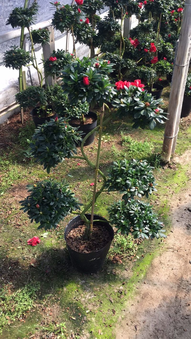 造型杜鹃花五层六层游龙玫红西玛桃红量大更优惠