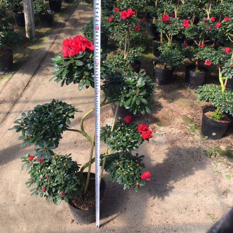 造型杜鹃花五层六层游龙玫红西玛桃红量大更优惠