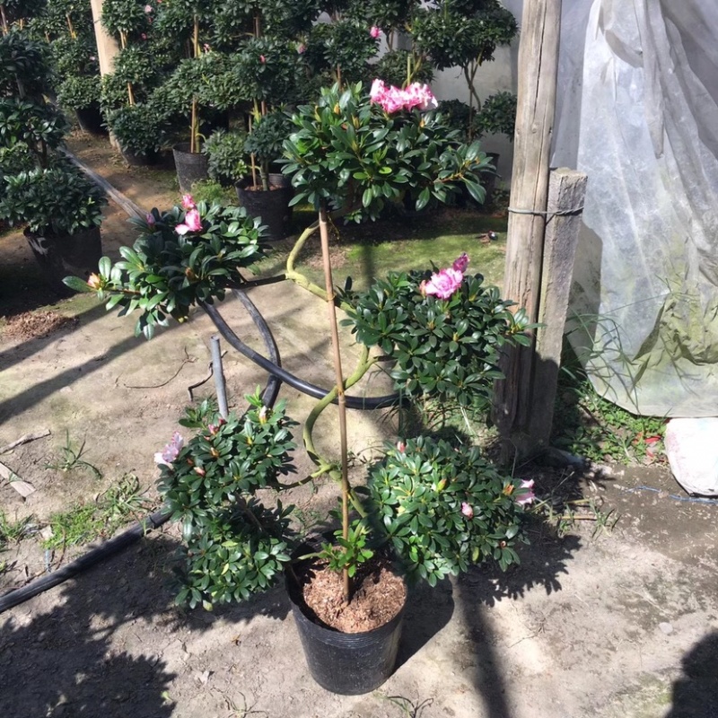 造型杜鹃花五层六层游龙玫红西玛桃红量大更优惠