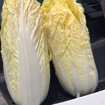 鹿邑黄心娃娃菜，价格优惠