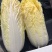 鹿邑黄心娃娃菜，价格优惠
