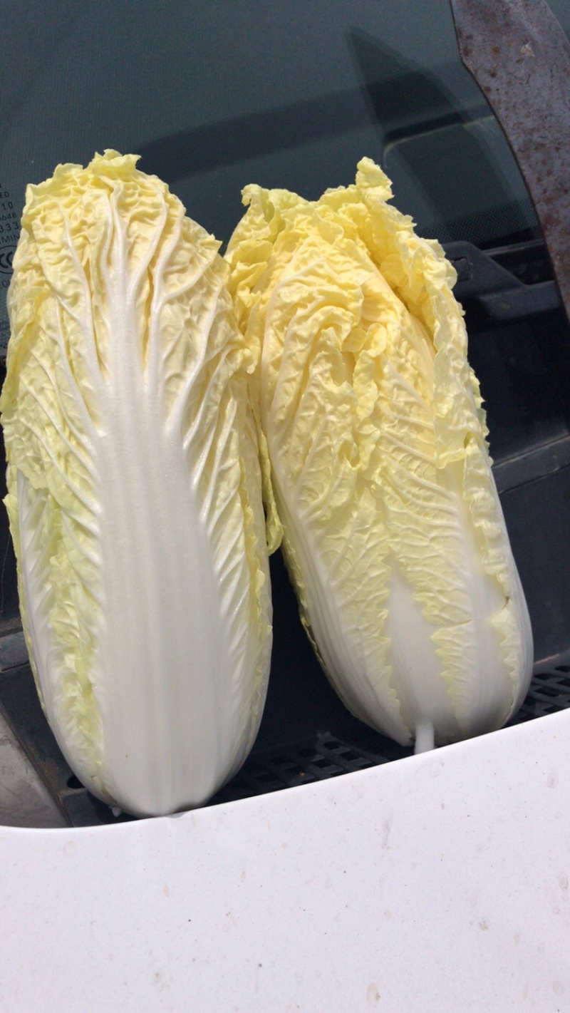 鹿邑黄心娃娃菜，价格优惠