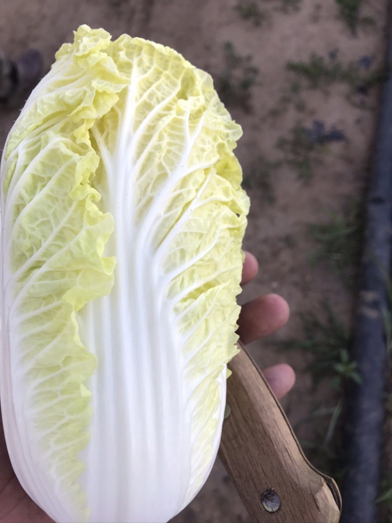 鹿邑黄心娃娃菜，价格优惠