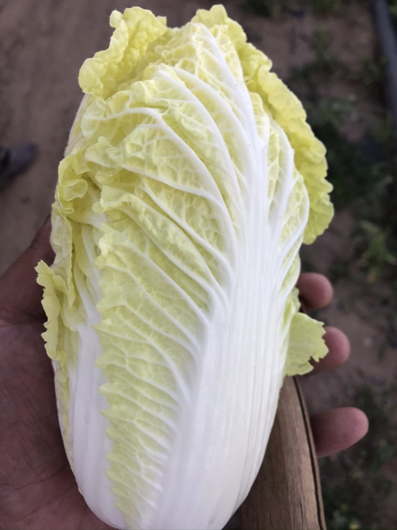 鹿邑黄心娃娃菜，价格优惠