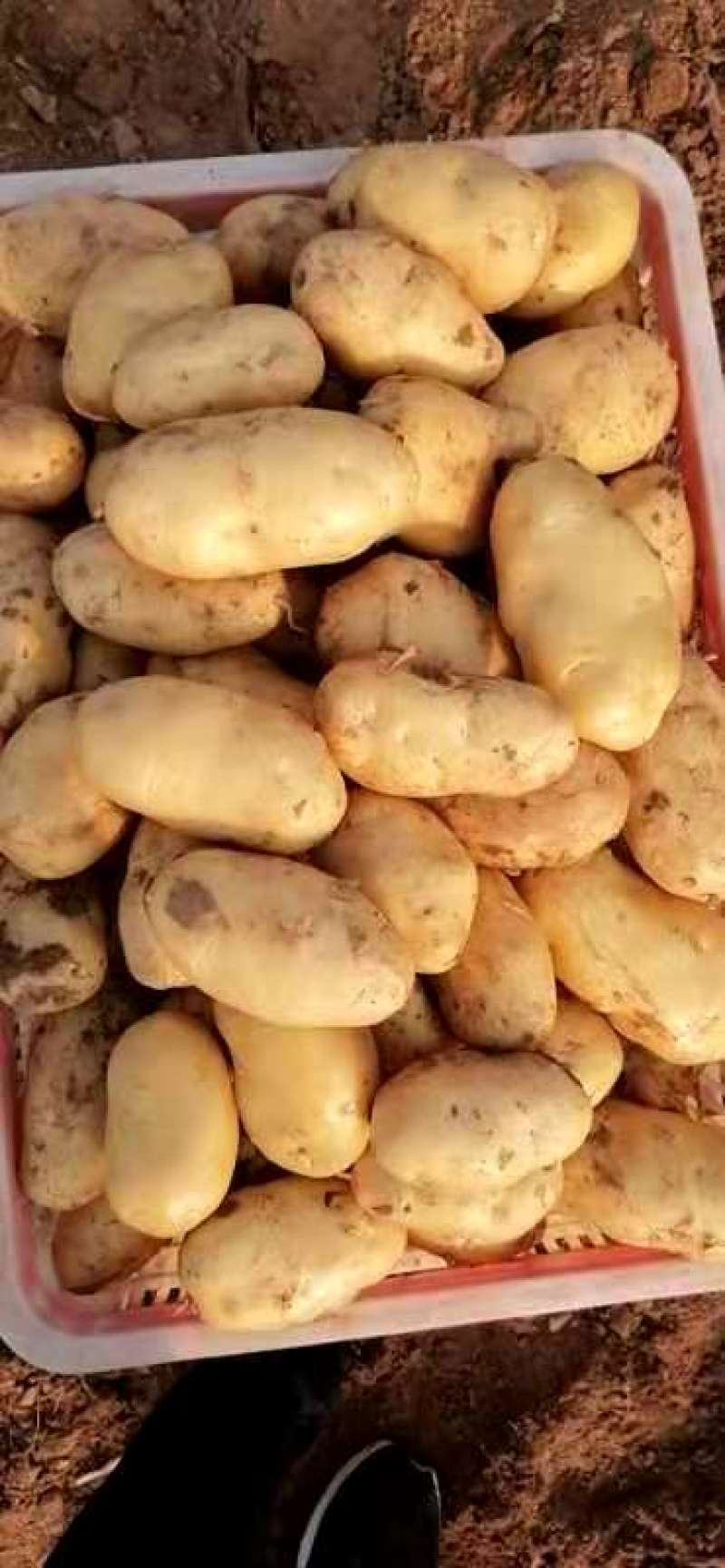 荷兰十五土豆新鲜土豆现挖现发一手货源可视频看货