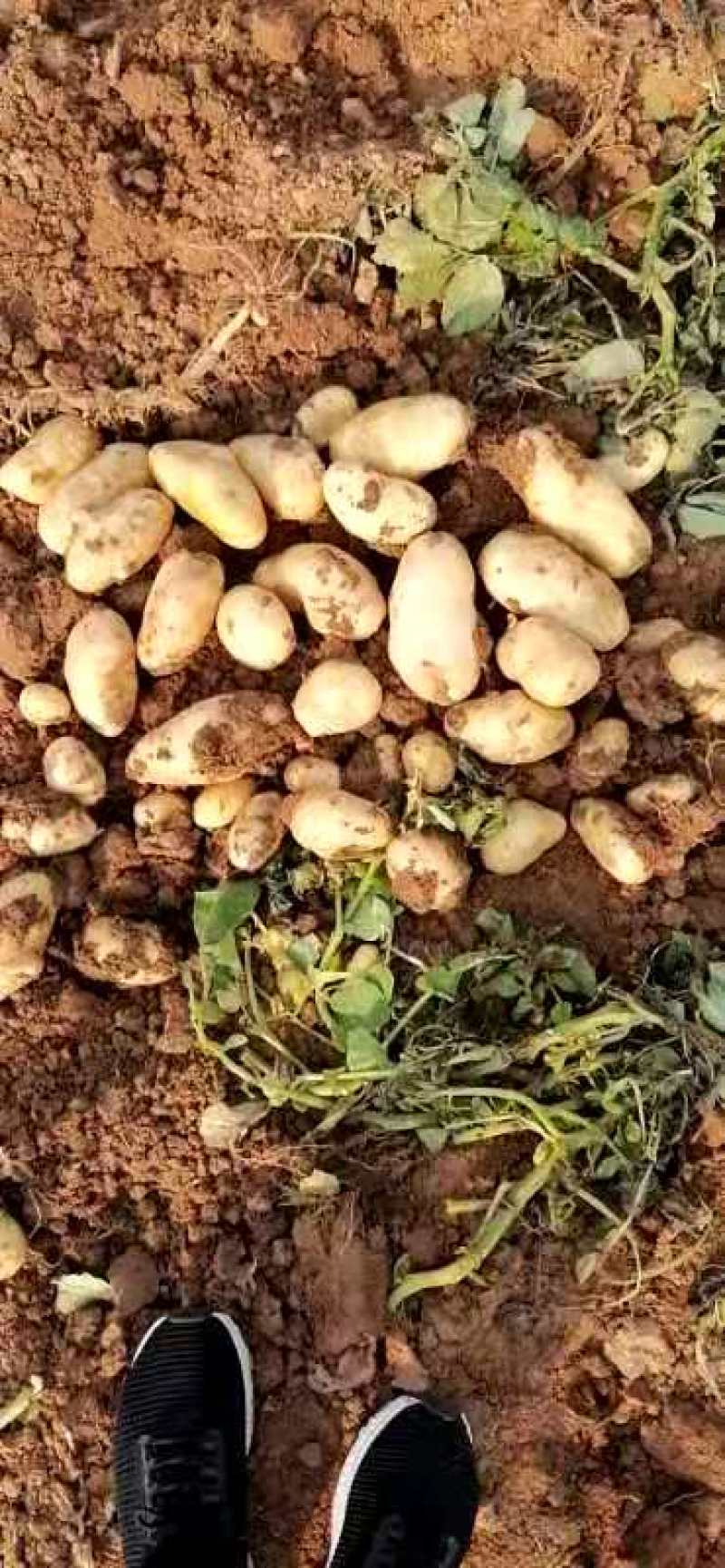 荷兰十五土豆新鲜土豆现挖现发一手货源可视频看货