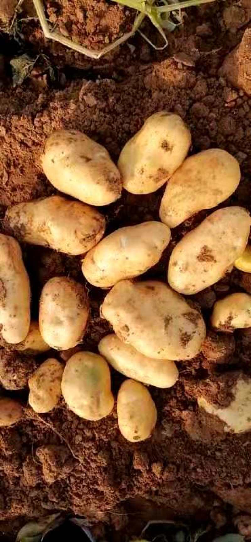 荷兰十五土豆新鲜土豆现挖现发一手货源可视频看货