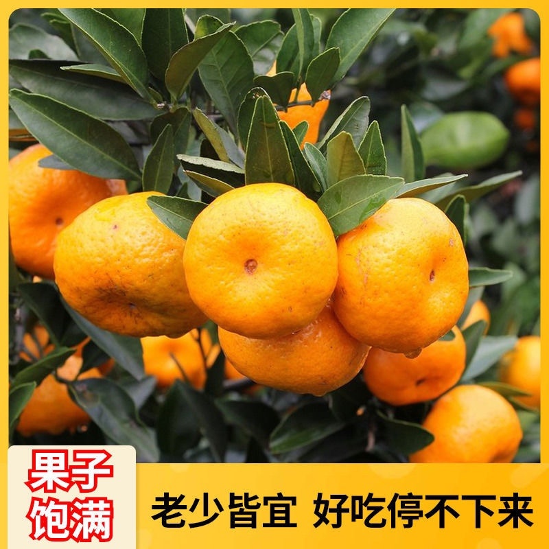 【精选南丰蜜橘】当季新鲜水果南丰蜜桔蜜橘火爆热卖中