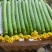 精品丝瓜大量供应中、商超电商食堂都行、保证质量