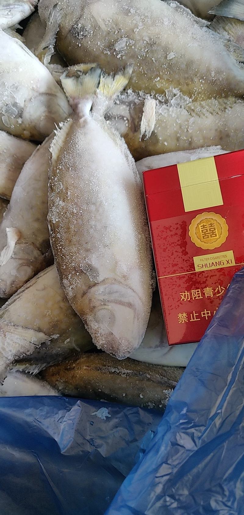 单冻柠檬鱼，新鲜直接上单冻机出品