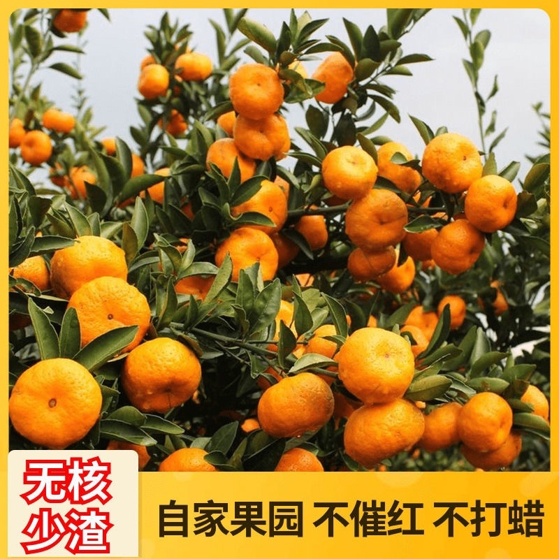 【南丰蜜桔】江西南丰贡桔蜜橘大量上市中欢迎来电咨询