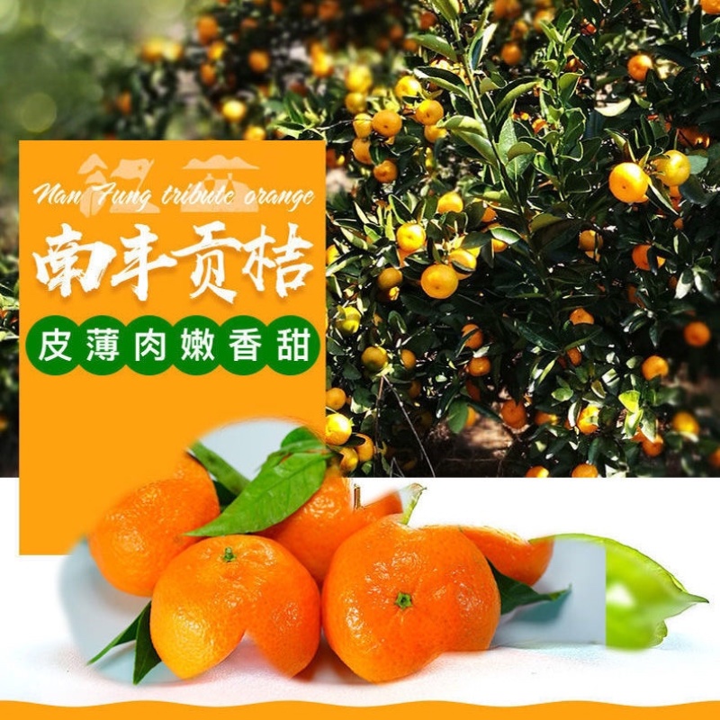 【南丰蜜桔】江西南丰贡桔蜜橘大量上市中欢迎来电咨询