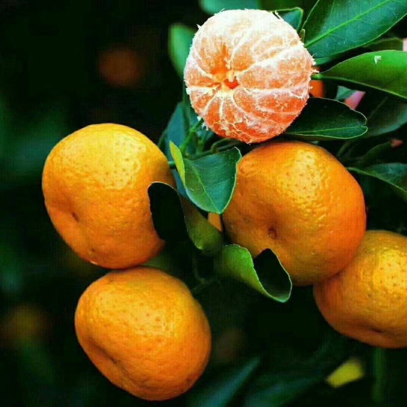 【南丰蜜桔】江西南丰贡桔蜜橘大量上市中欢迎来电咨询