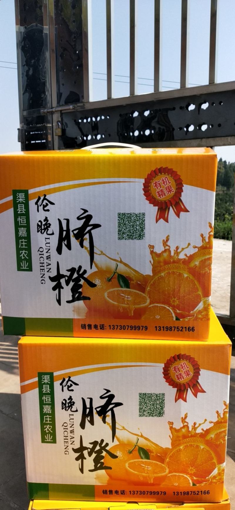 四川达州渠县伦晚脐橙