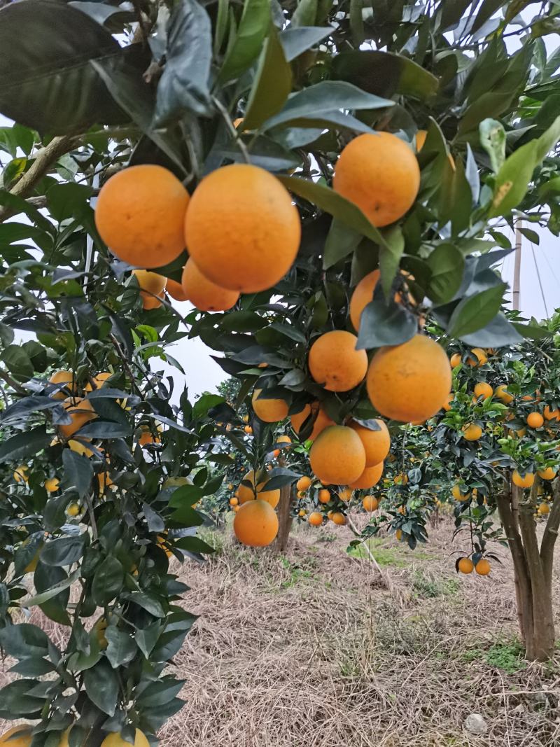 湖北纽荷尔长虹脐橙大量鲜果采摘口感纯甜脐橙二级果大量有货