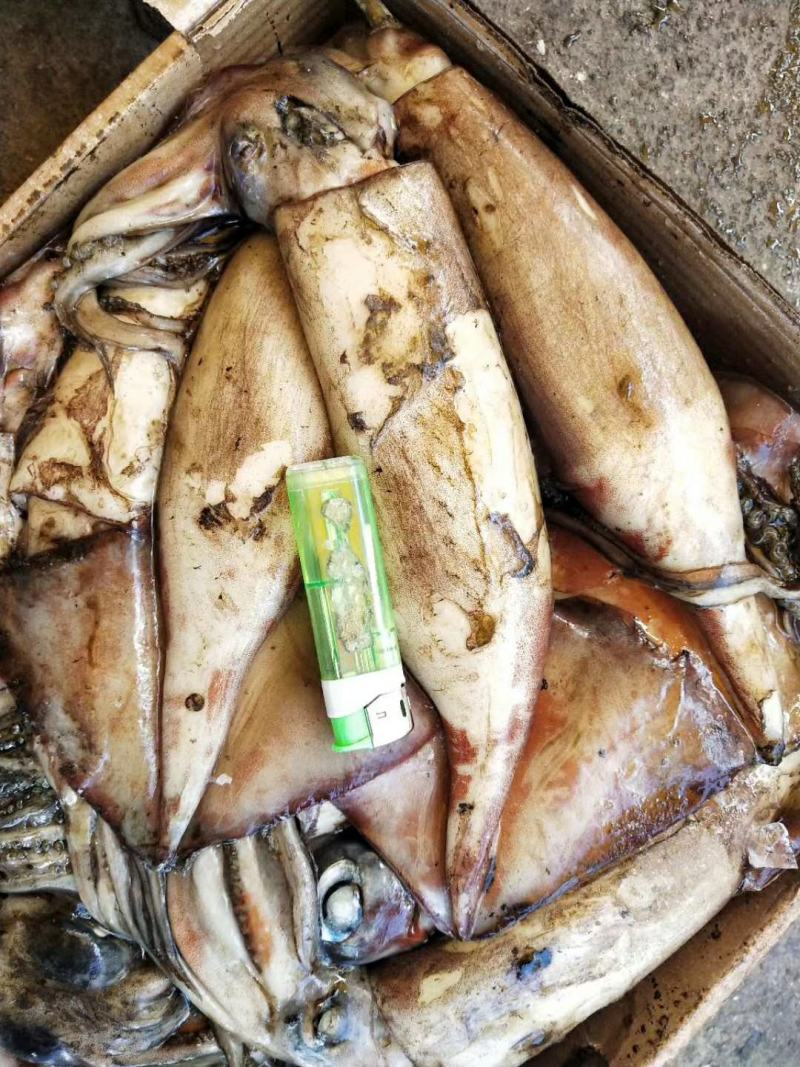 南海红鱿，适合饭堂，烧烤摊的必备产品，都是本地货