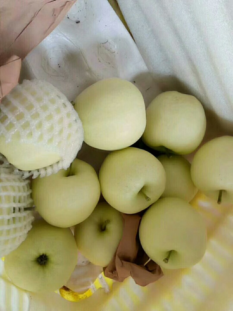 一件代发（新鲜黄元帅）系列苹果24小时发货。皮薄口感脆甜