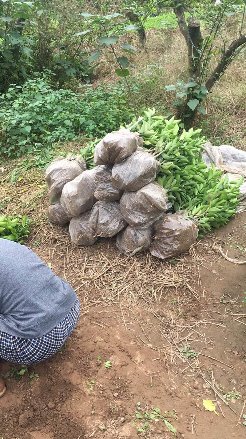 （精品）媛红明日见金秋春见爱媛爱沙各种品种