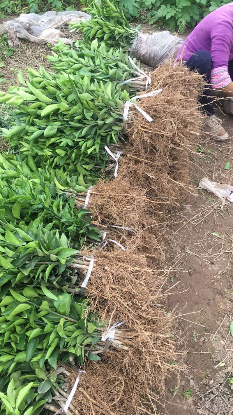 明日见媛红金秋春见爱媛大芬日南各种苗子