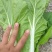 快菜25到30cm以上全年供应大棚菜大中小颗都有
