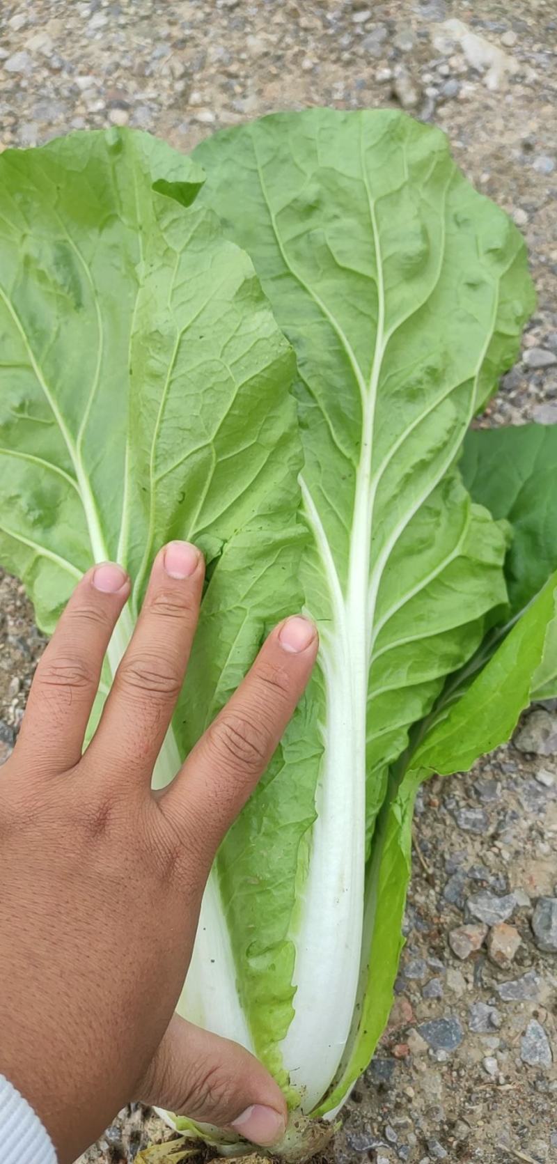 快菜25到30cm以上全年供应大棚菜大中小颗都有