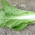 快菜25到30cm以上全年供应大棚菜大中小颗都有