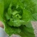 快菜25到30cm以上全年供应大棚菜大中小颗都有
