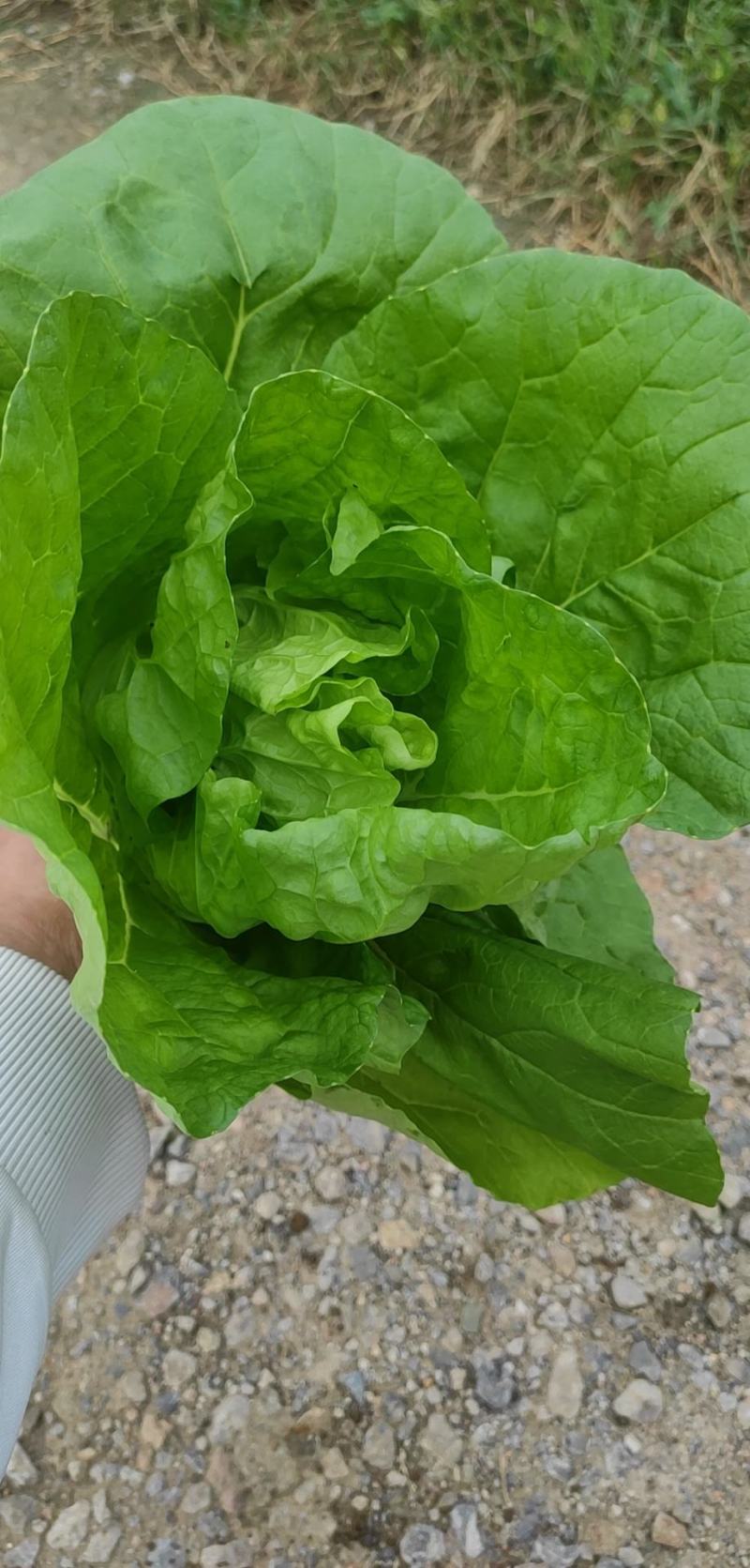 快菜25到30cm以上全年供应大棚菜大中小颗都有