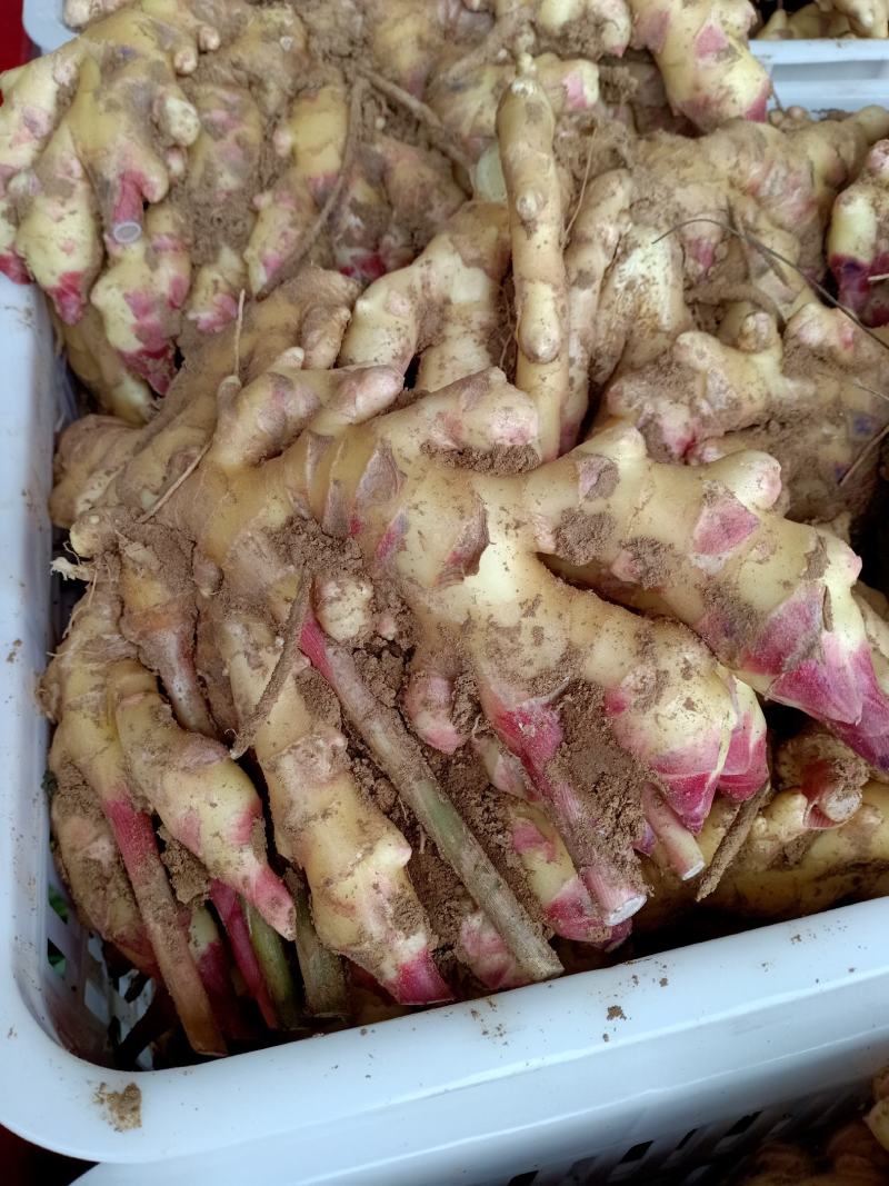 山东红芽鲜姜大量上市，大小黄姜货源充足，全国物流发货