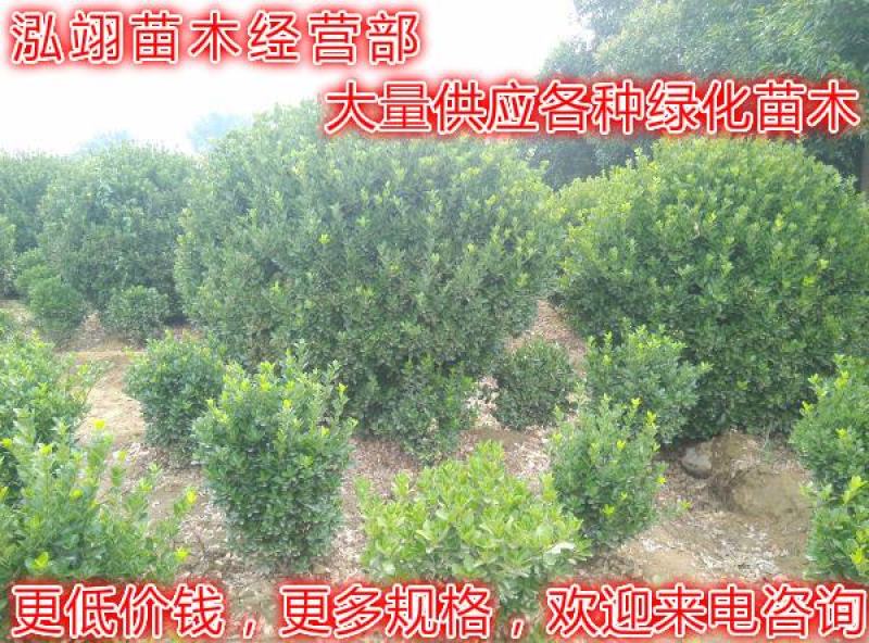 大叶黄杨种植基地大量销售常年批发供应价格优惠