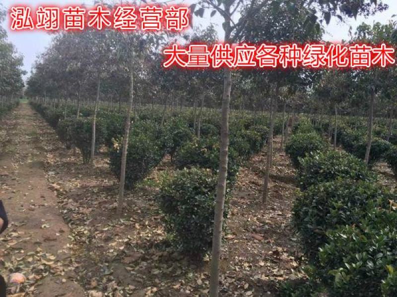 大叶黄杨种植基地大量销售常年批发供应价格优惠
