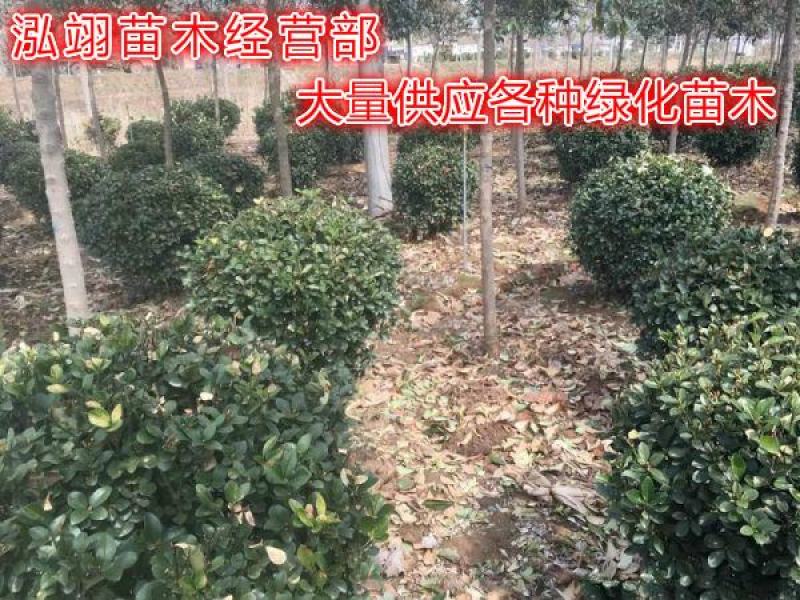 大叶黄杨种植基地大量销售常年批发供应价格优惠