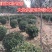 大叶黄杨种植基地大量销售常年批发供应价格优惠