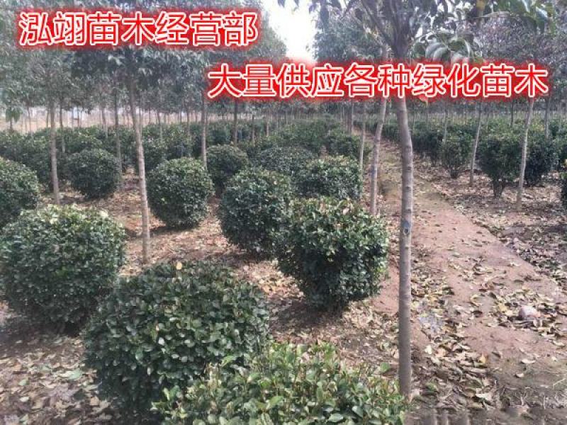 大叶黄杨种植基地大量销售常年批发供应价格优惠
