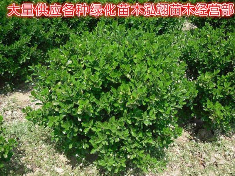 大叶黄杨种植基地大量销售常年批发供应价格优惠
