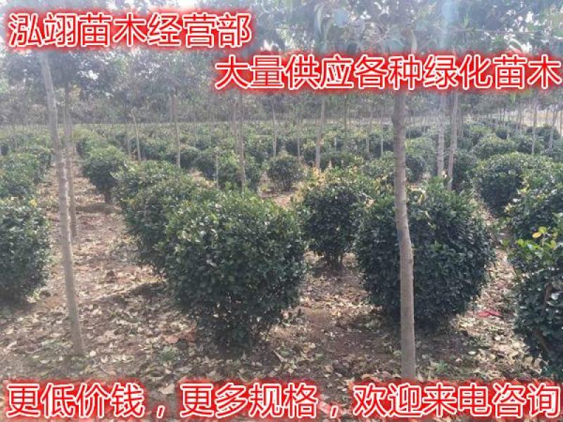 大叶黄杨种植基地大量销售常年批发供应价格优惠