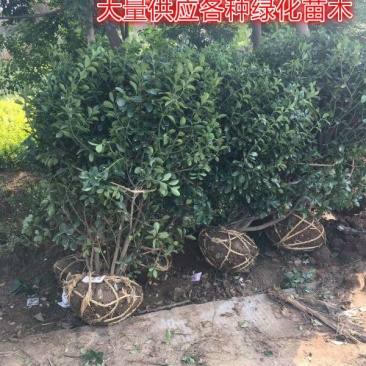 大叶黄杨种植基地大量销售常年批发供应价格优惠