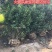 大叶黄杨种植基地大量销售常年批发供应价格优惠