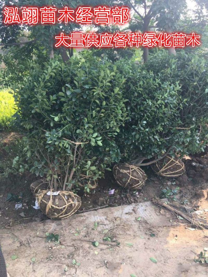 大叶黄杨种植基地大量销售常年批发供应价格优惠