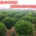 大叶黄杨种植基地大量销售常年批发供应价格优惠