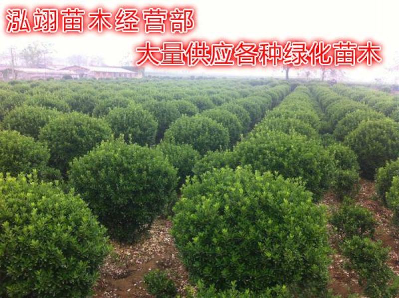 大叶黄杨种植基地大量销售常年批发供应价格优惠