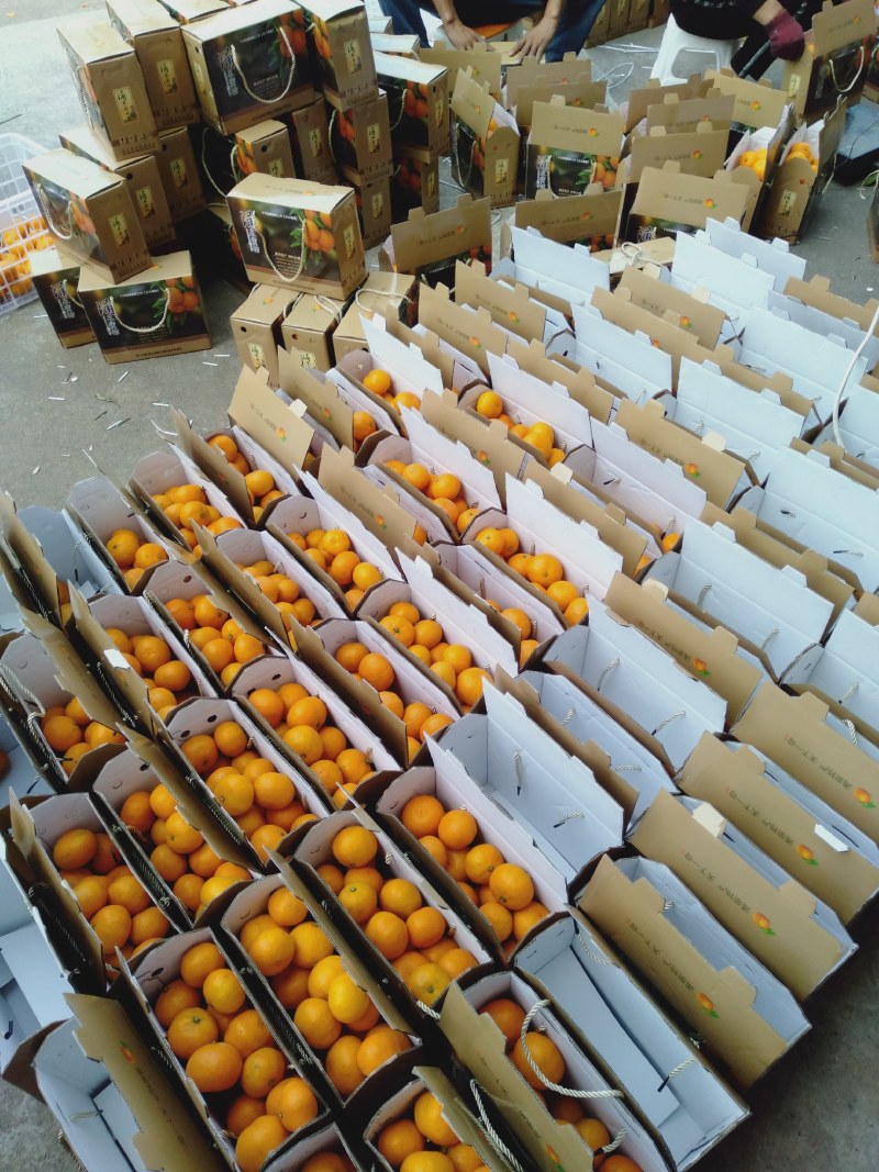 柑桔大丰桔早桔特早橘地头价精精品桔速购量大可优惠现已上市