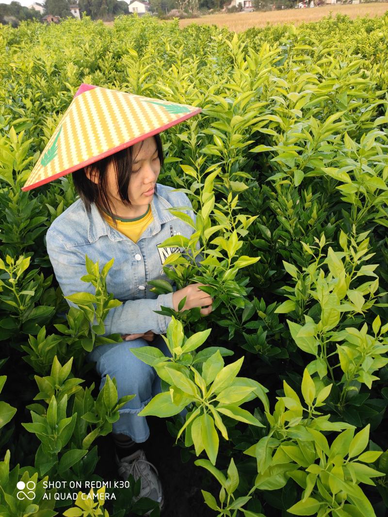 沃柑嫁接柑桔苗果树苗，不裂果纯甜嫁接果树苗保湿带土包邮