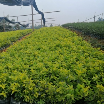 广西南宁黄素梅自家种植，大量有货