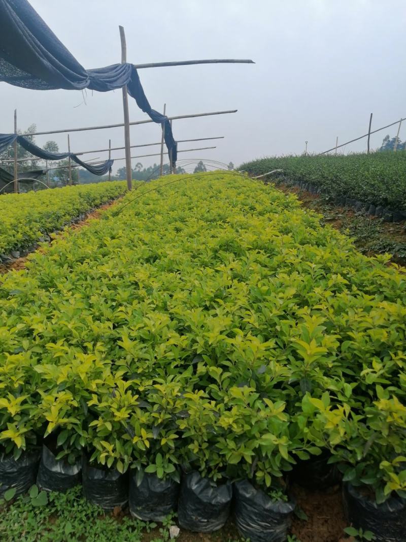 广西南宁黄素梅自家种植，大量有货