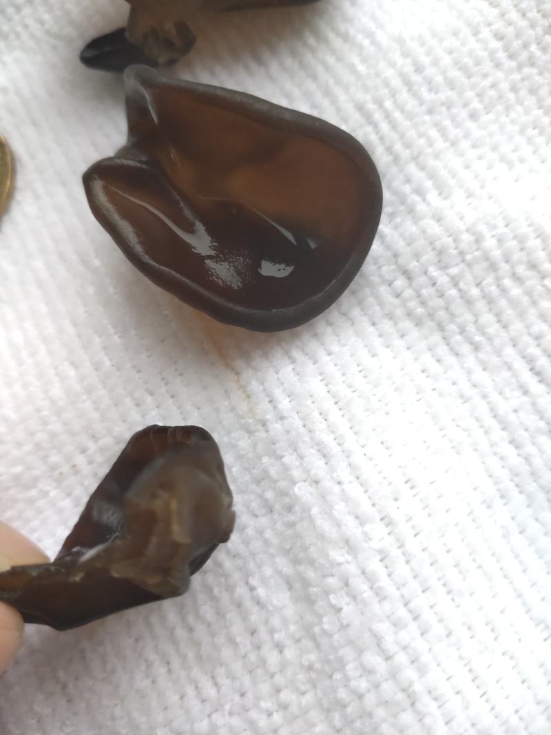 小兴安岭林都伊春山泉水灌溉原始森林头茬木耳，秋木耳