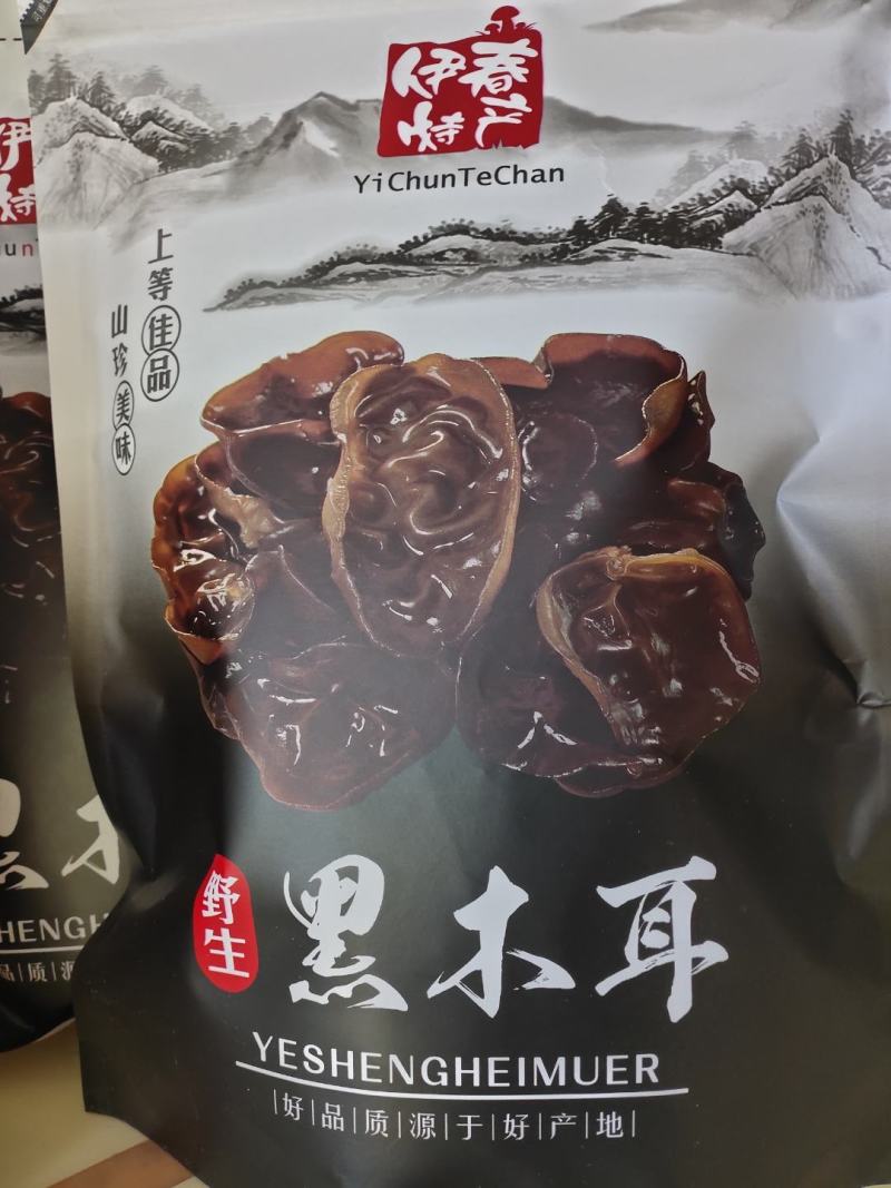 小兴安岭林都伊春山泉水灌溉原始森林头茬木耳，秋木耳