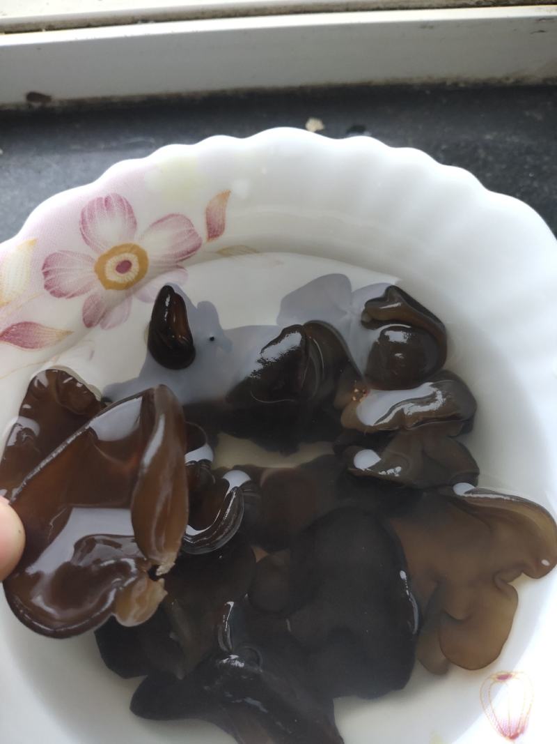 小兴安岭林都伊春山泉水灌溉原始森林头茬木耳，秋木耳