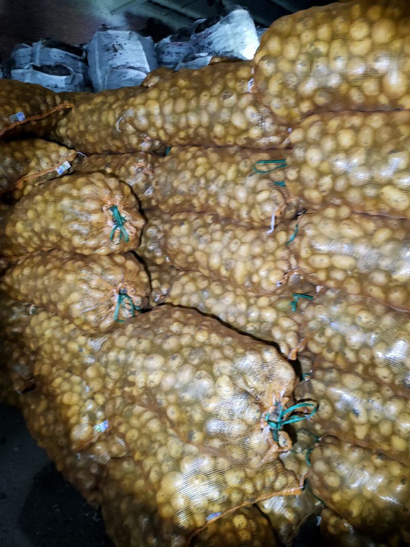 1到3两小货，兴佳二号，尤金，荷兰系列，芽眼浅，走像市场