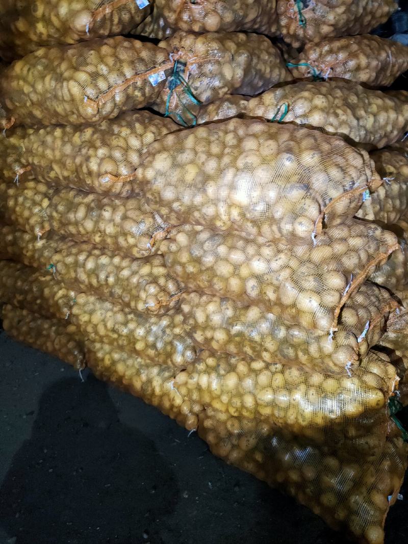 1到3两小货，兴佳二号，尤金，荷兰系列，芽眼浅，走像市场